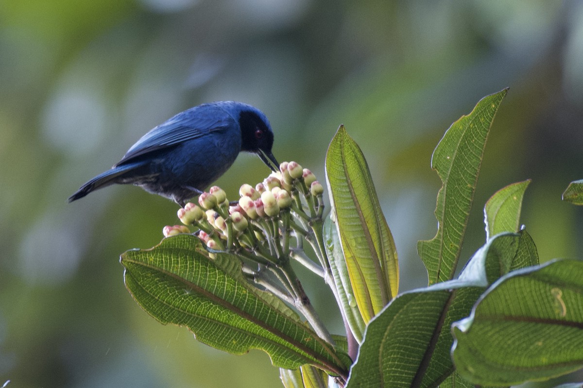 Masked Flowerpiercer - ML647000898