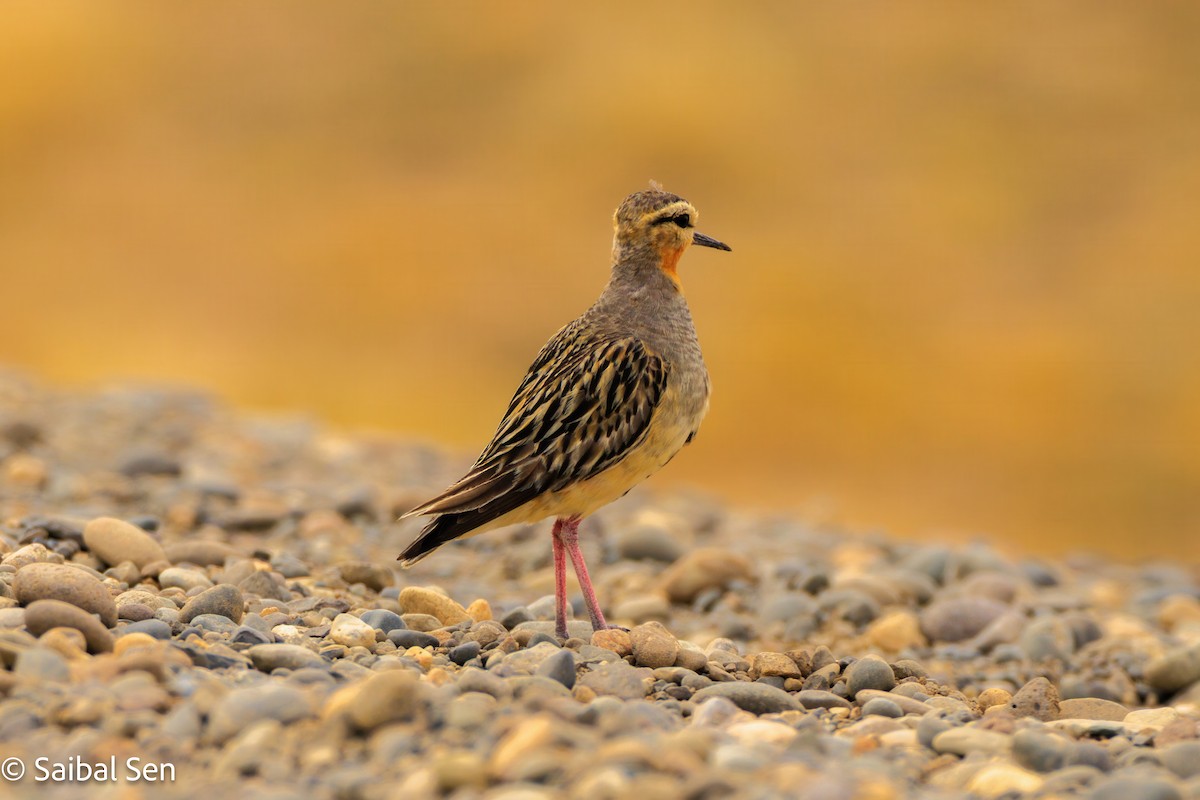 Tawny-throated Dotterel - ML647000899