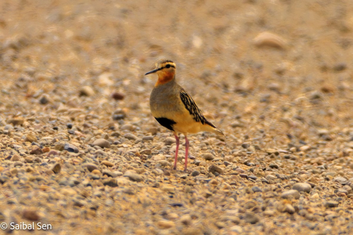 Tawny-throated Dotterel - ML647000900