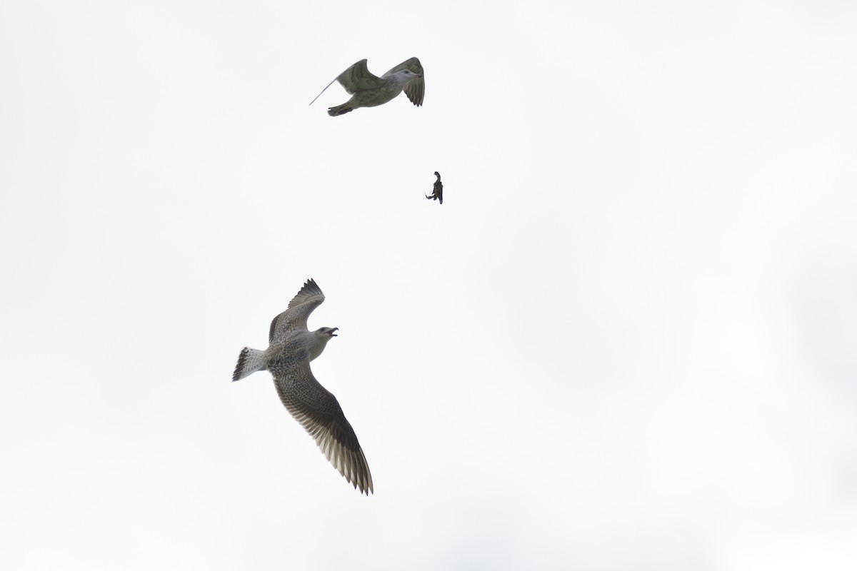 Great Black-backed Gull - ML647000903