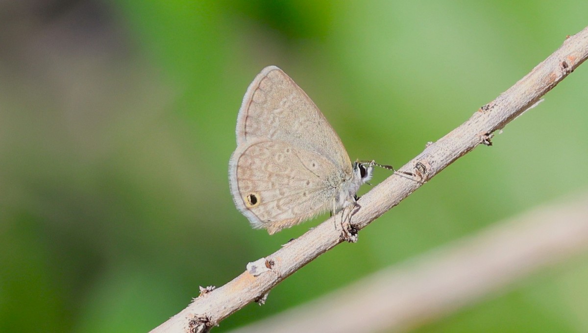 Ceraunus Blue - ML647000905