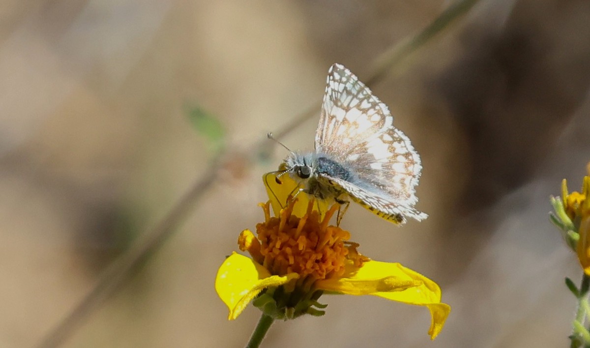 Common Checkered-Skipper - ML647000906