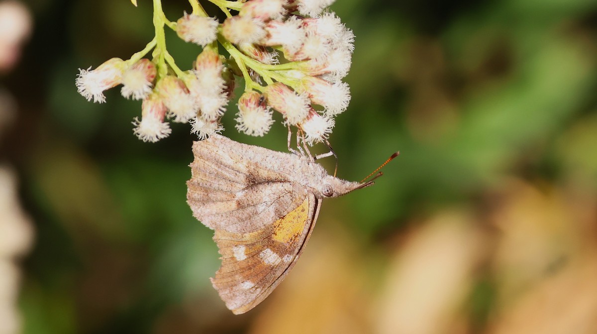 American Snout - ML647000907