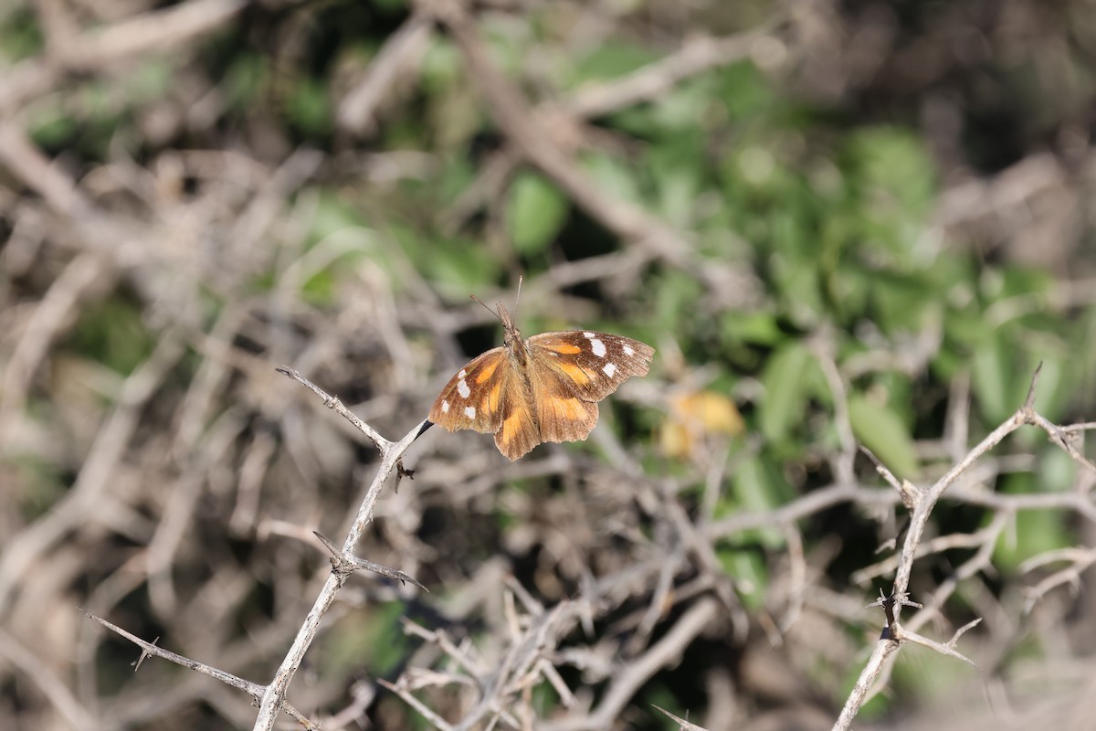 American Snout - ML647000912