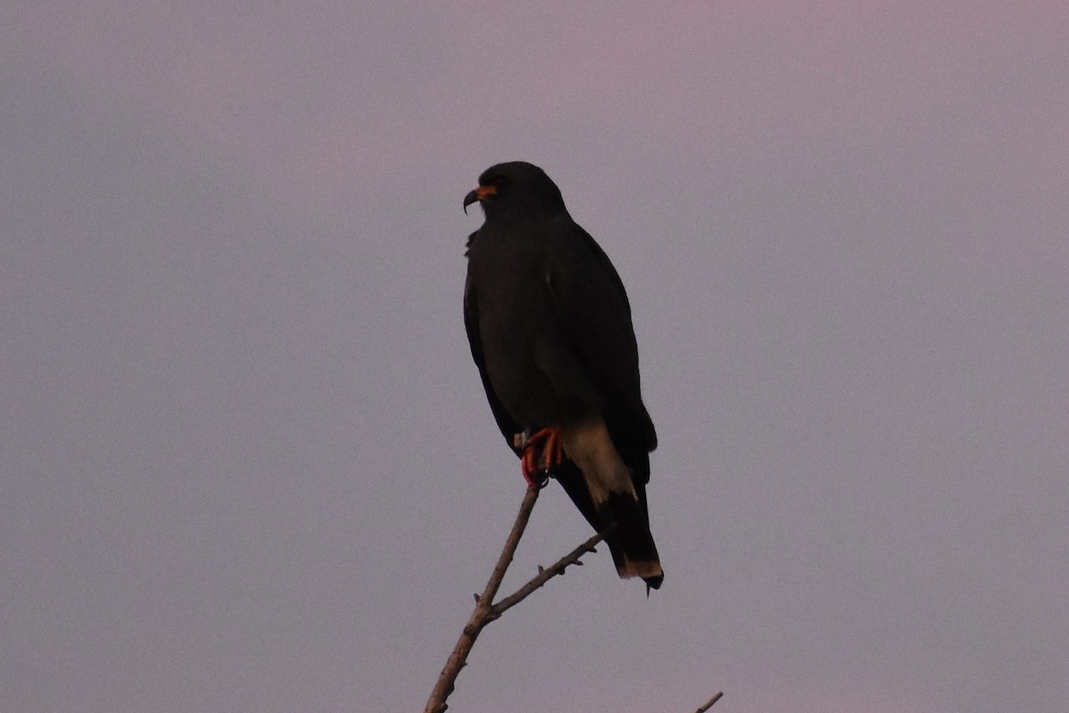 Snail Kite - ML647000913