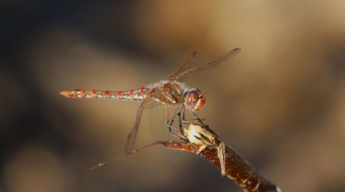 Variegated Meadowhawk - ML647000914