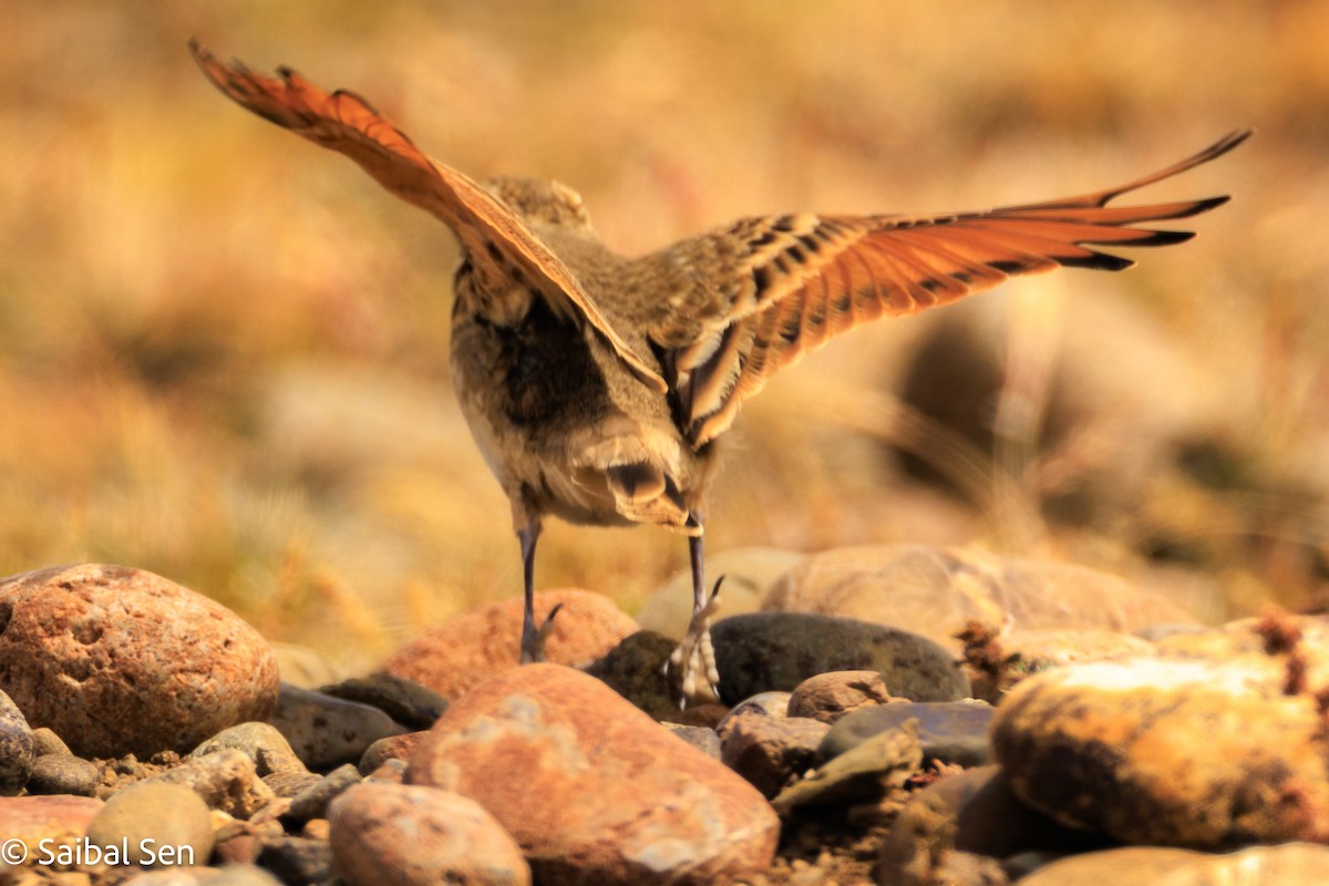 Common Miner - ML647000915