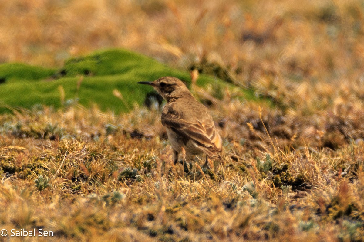 Common Miner - ML647000916