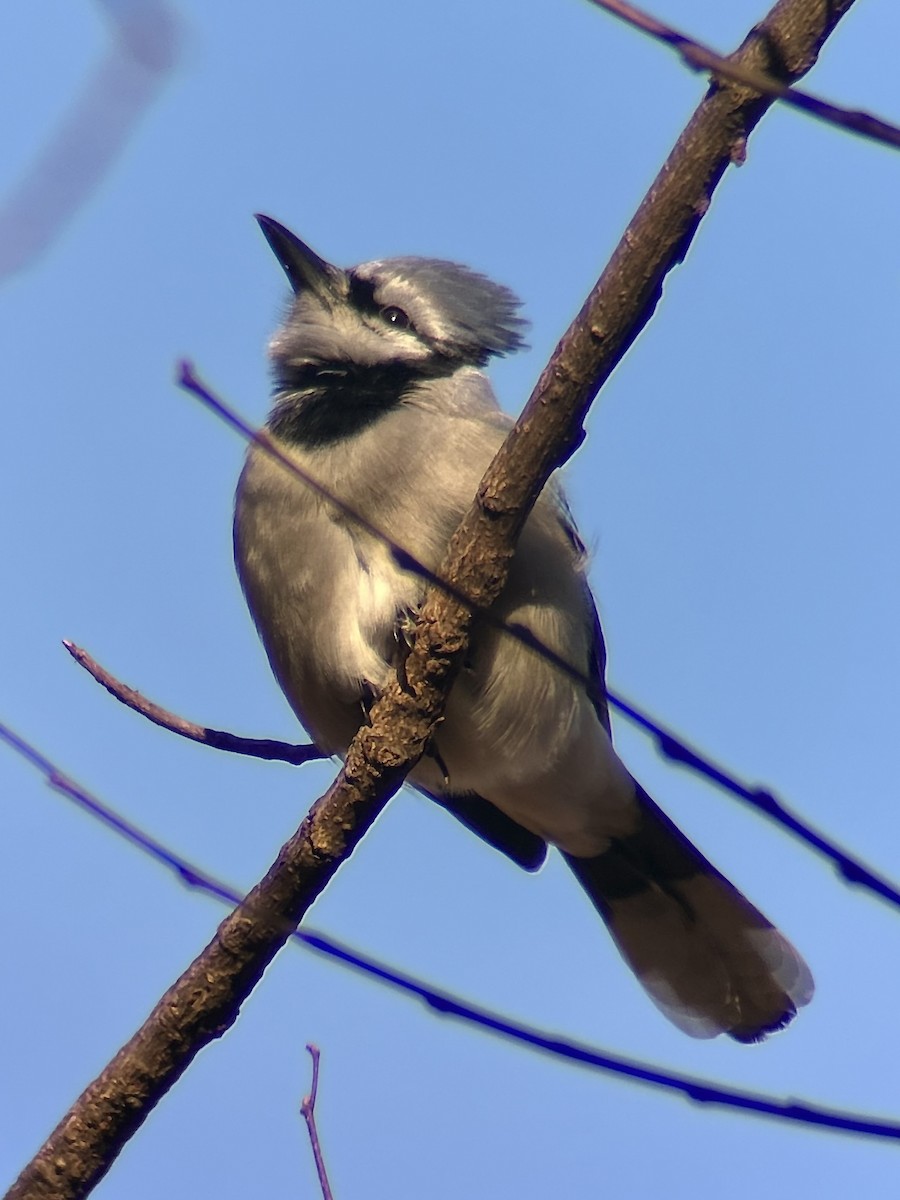 Mavi Karga - ML647000918