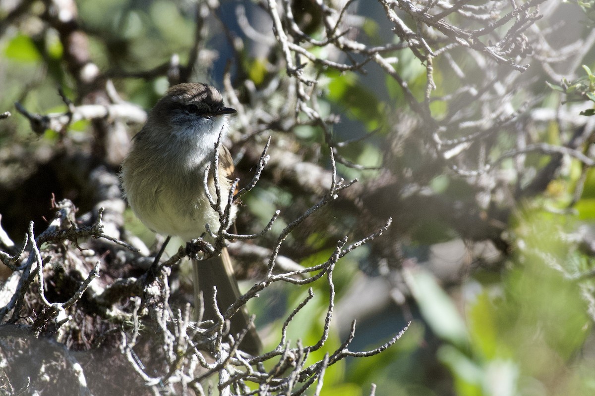 White-throated Tyrannulet - ML647000921