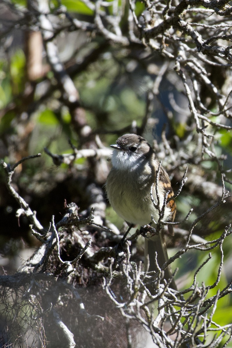 White-throated Tyrannulet - ML647000922