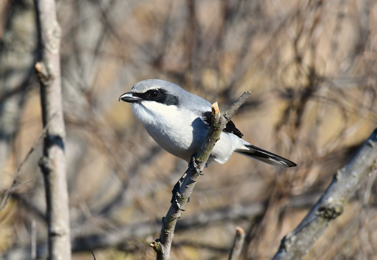 Loggerhead Shrike - ML647000924