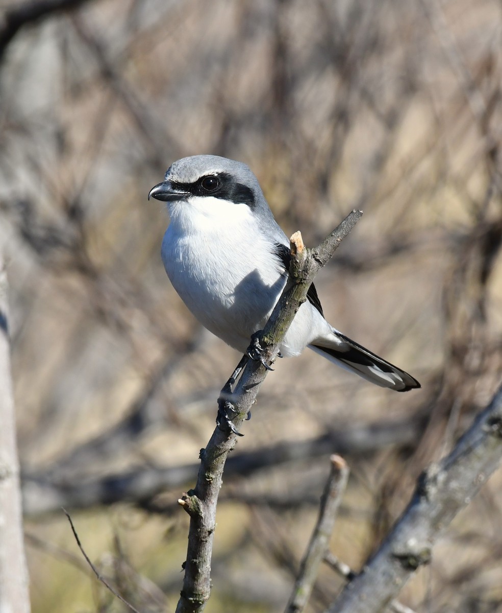 Loggerhead Shrike - ML647000925