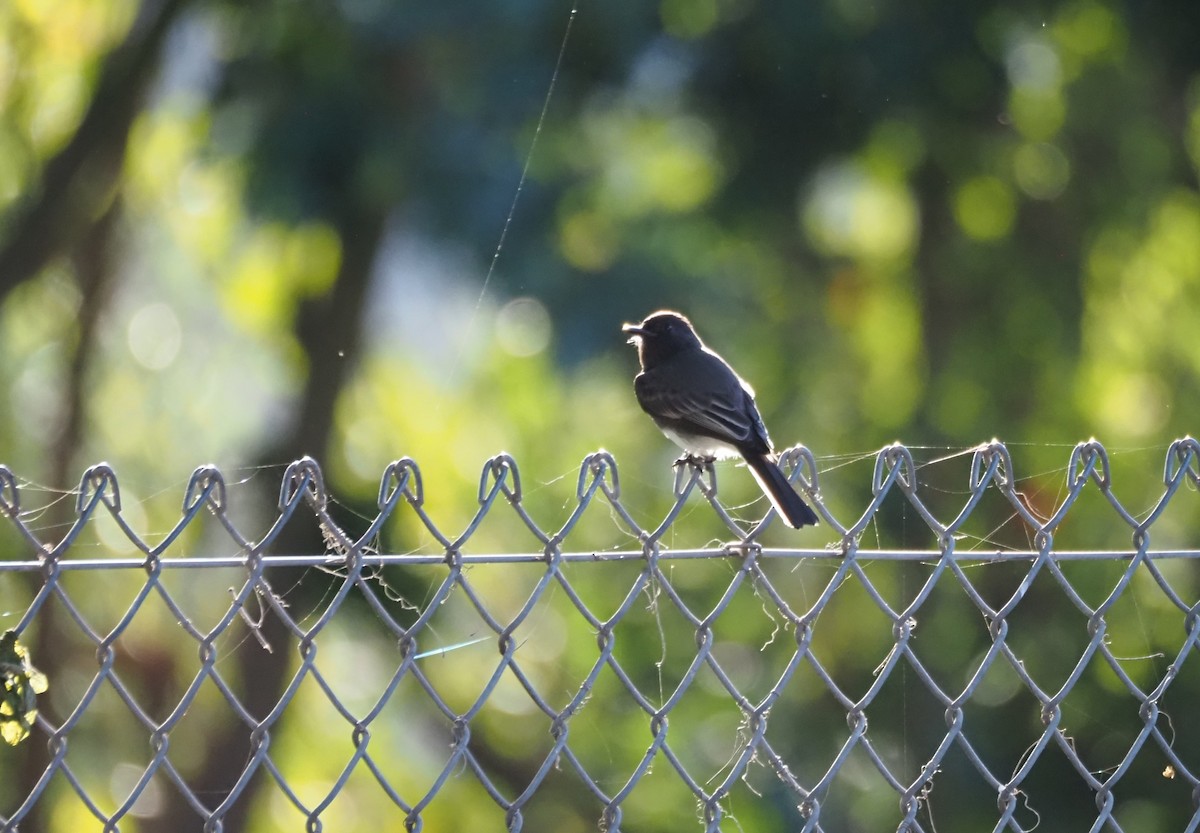 Black Phoebe - ML647000926