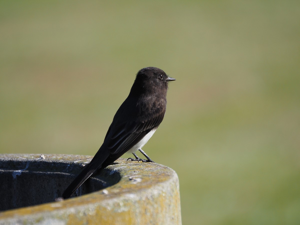 Black Phoebe - ML647000927