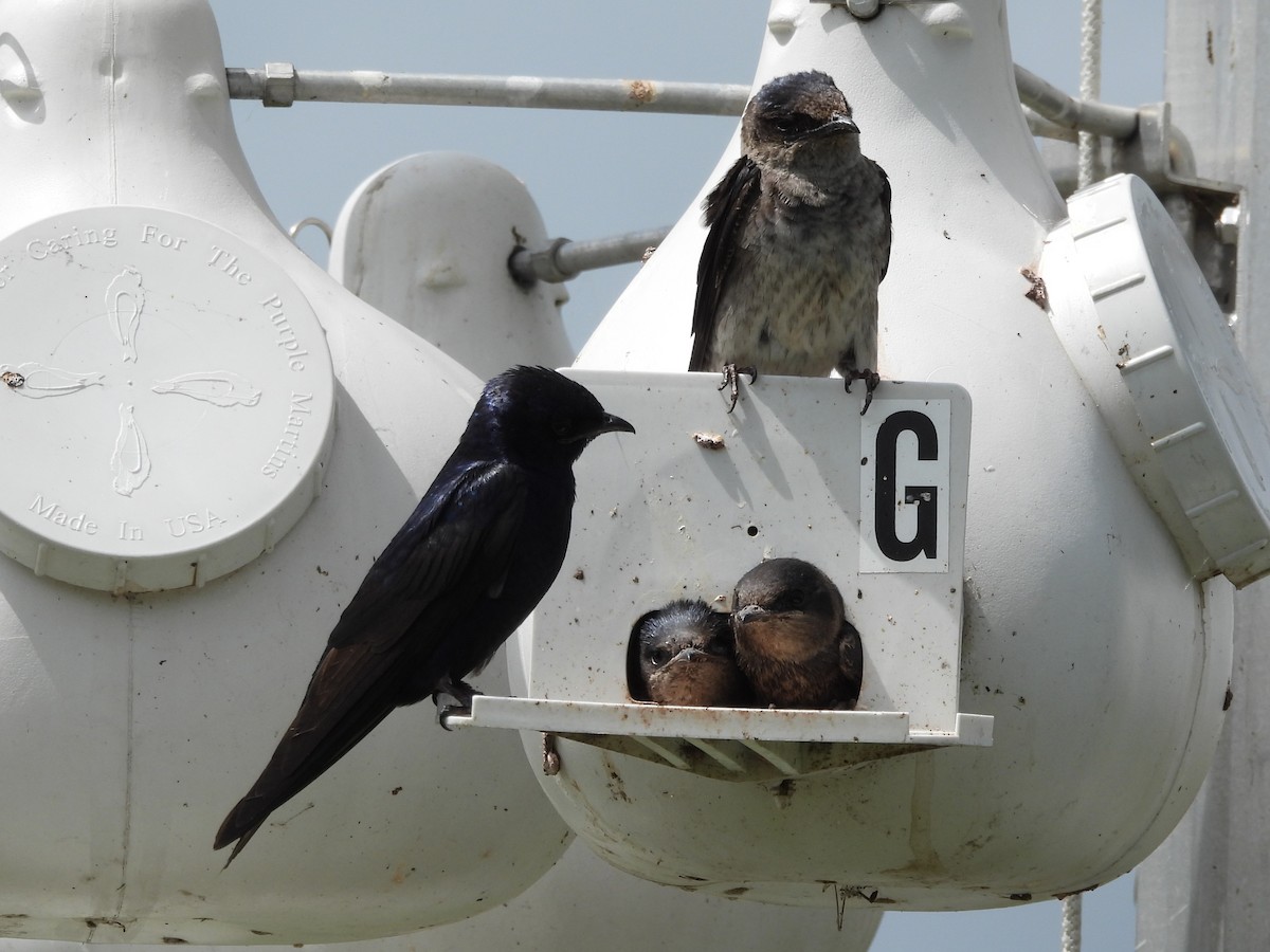Purple Martin - ML647000929