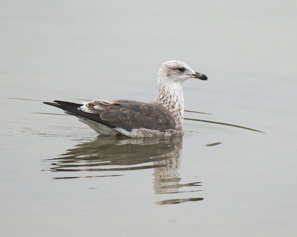 Lesser Black-backed Gull - ML647000930