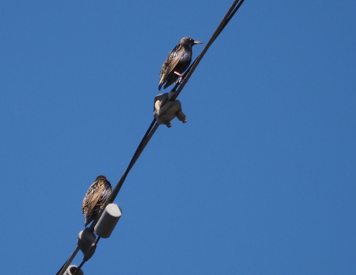 Estornino Pinto - ML647000933