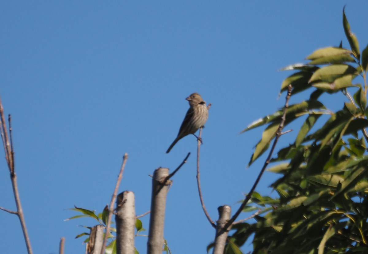 Camachuelo Mexicano - ML647000937