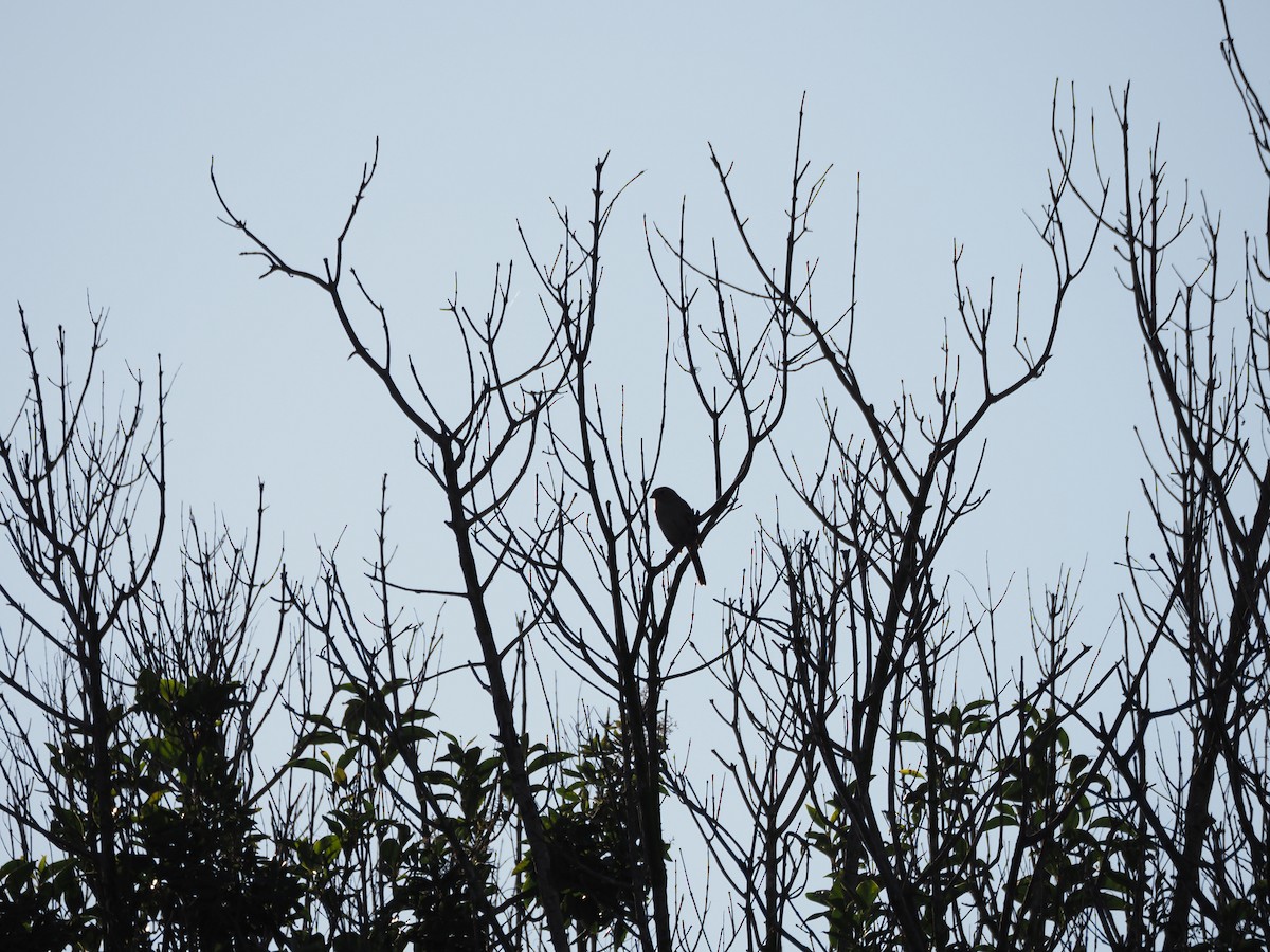 Chingolo Coroniblanco - ML647000941
