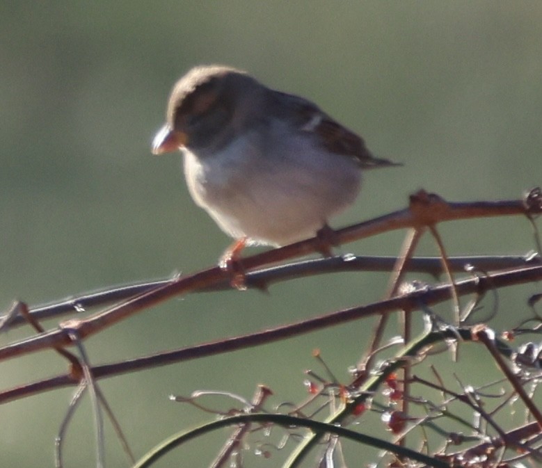 Gorrión Común - ML647000949
