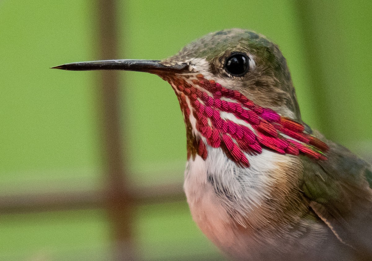 Sternelfe - ML647000951