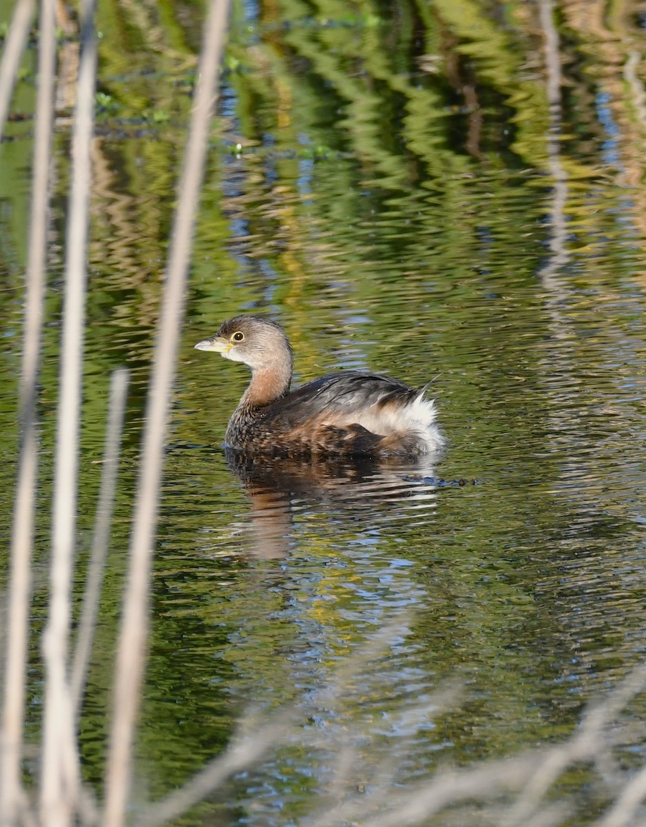 Pied-billed Grebe - ML647000953
