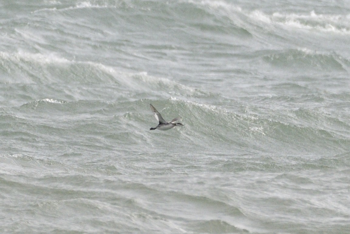 Txilinporta urrebelarria - ML647000954