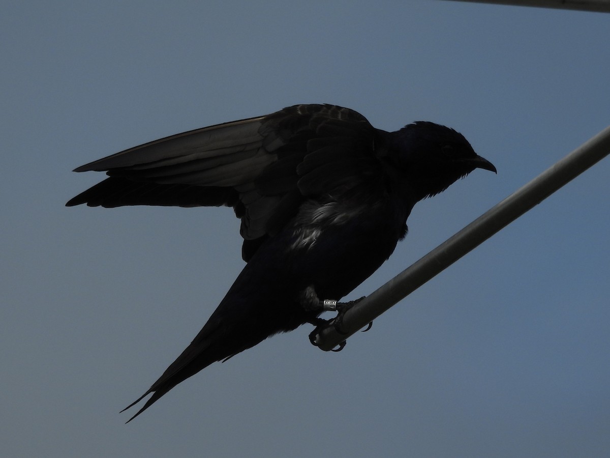 Purple Martin - ML647000955