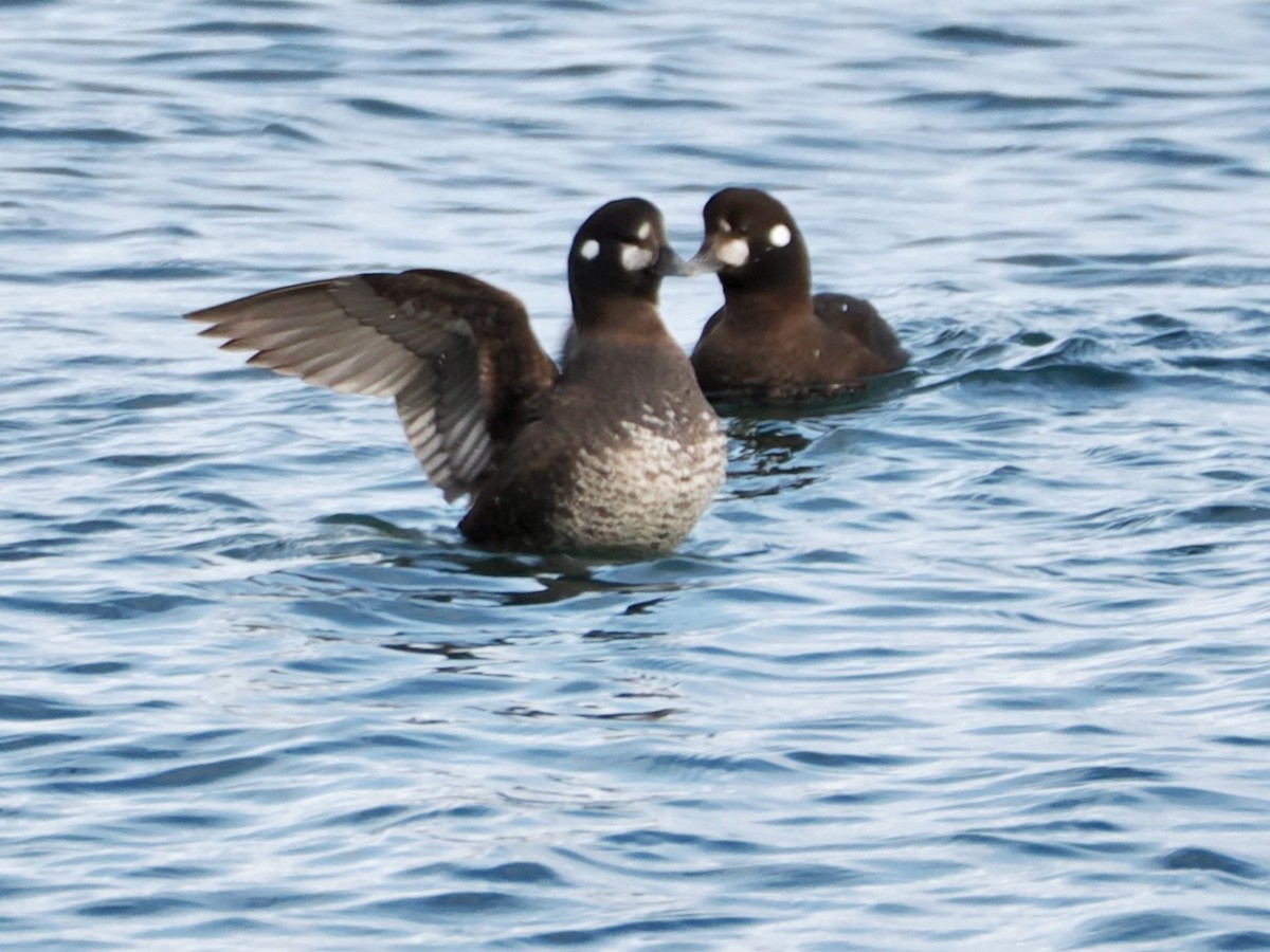 Ahate arlekina - ML647000962