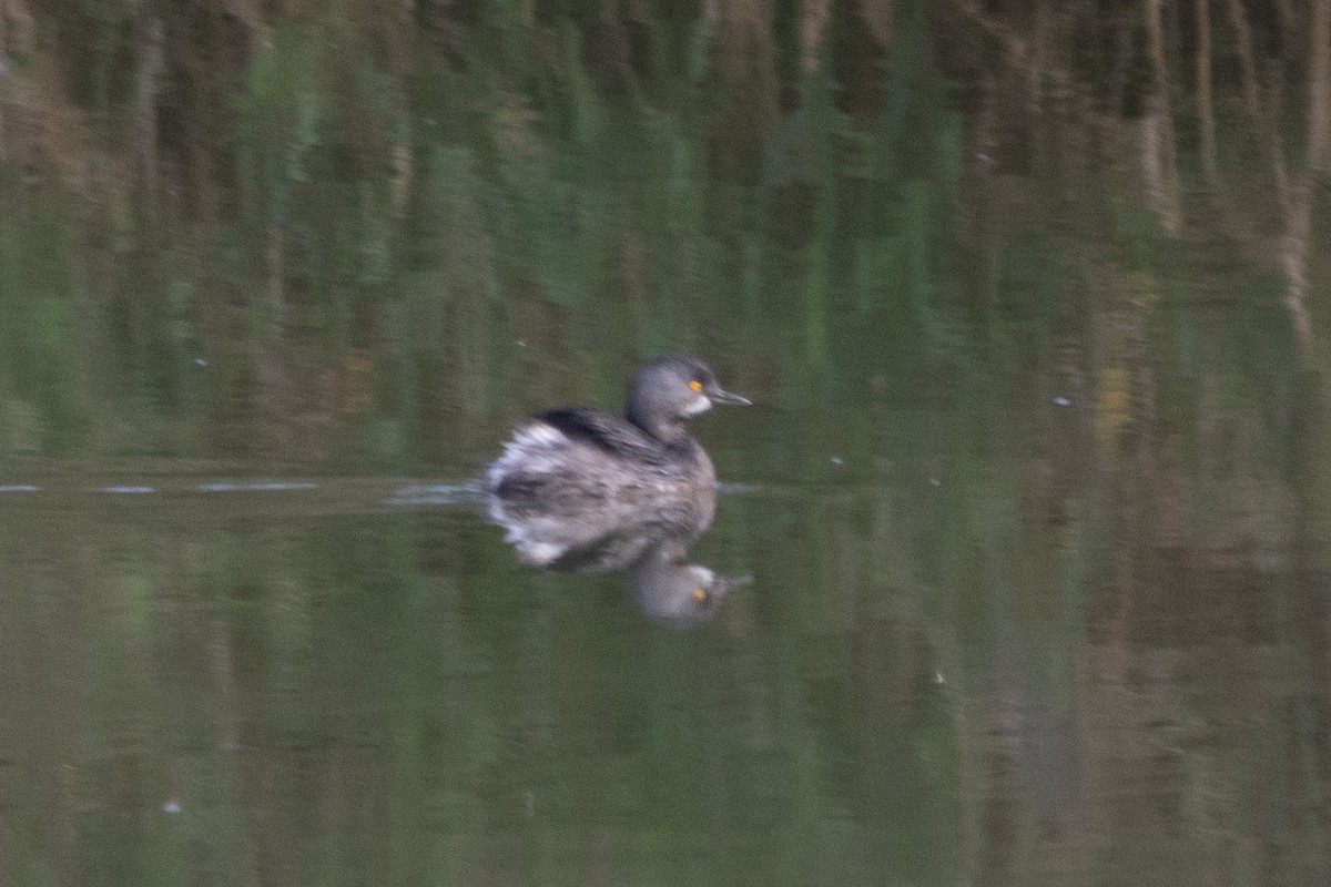 Least Grebe - ML647000963