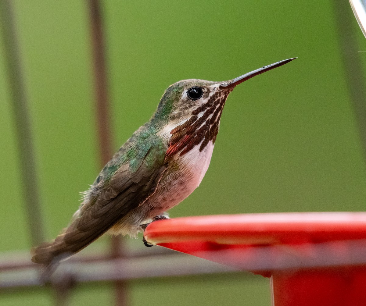 Sternelfe - ML647000964