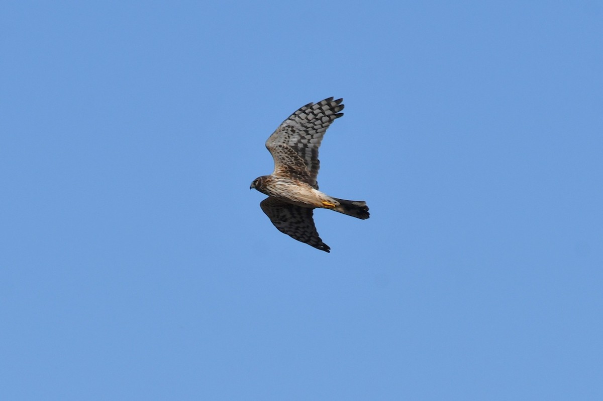 Northern Harrier - ML647000971