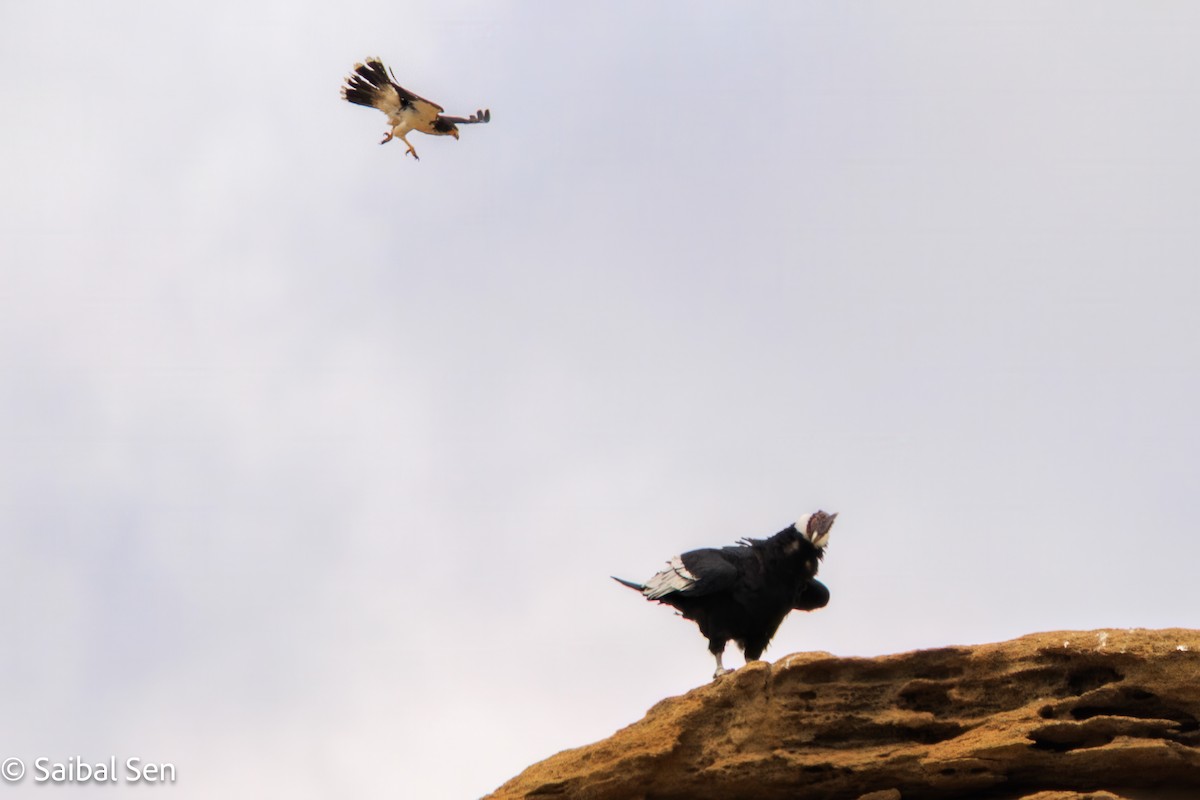 Andean Condor - ML647000973