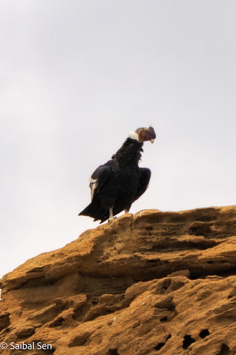 Andean Condor - ML647000974
