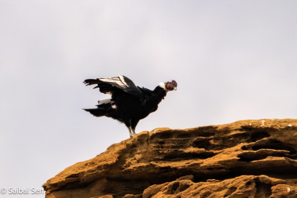 Andean Condor - ML647000975