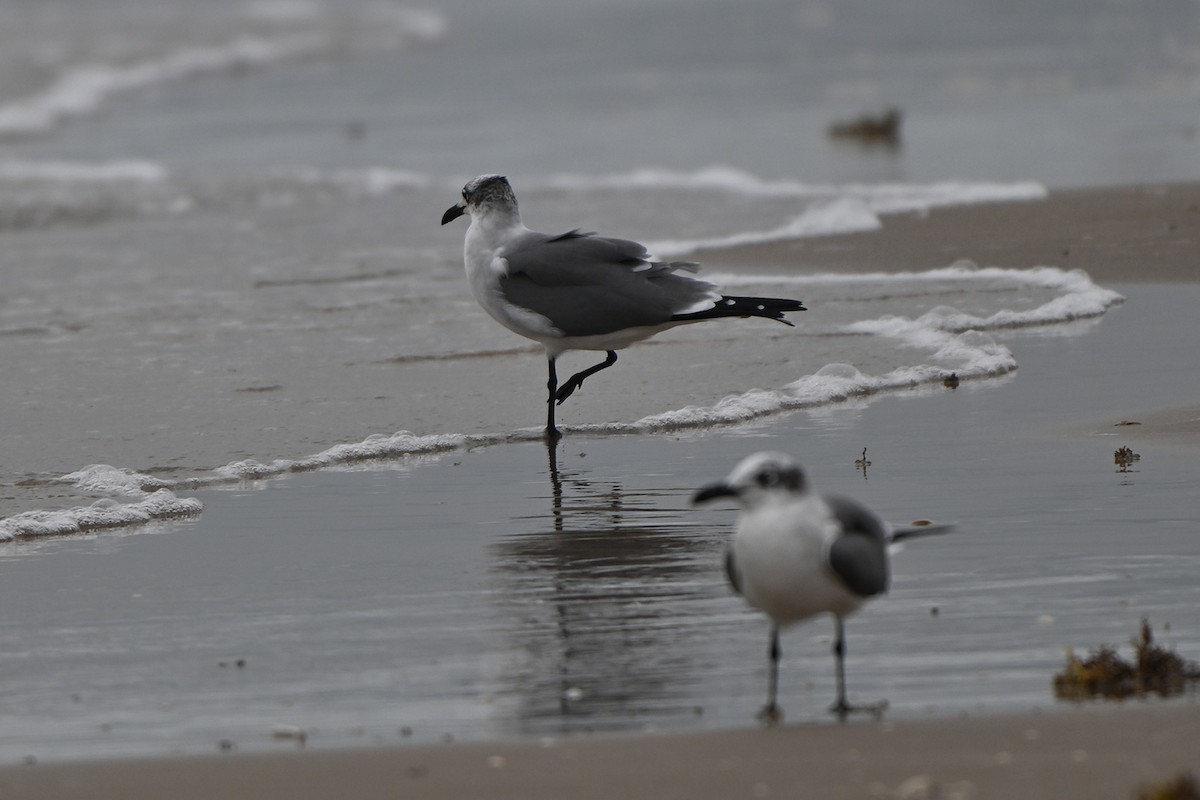 Ацтекская чайка - ML647000979