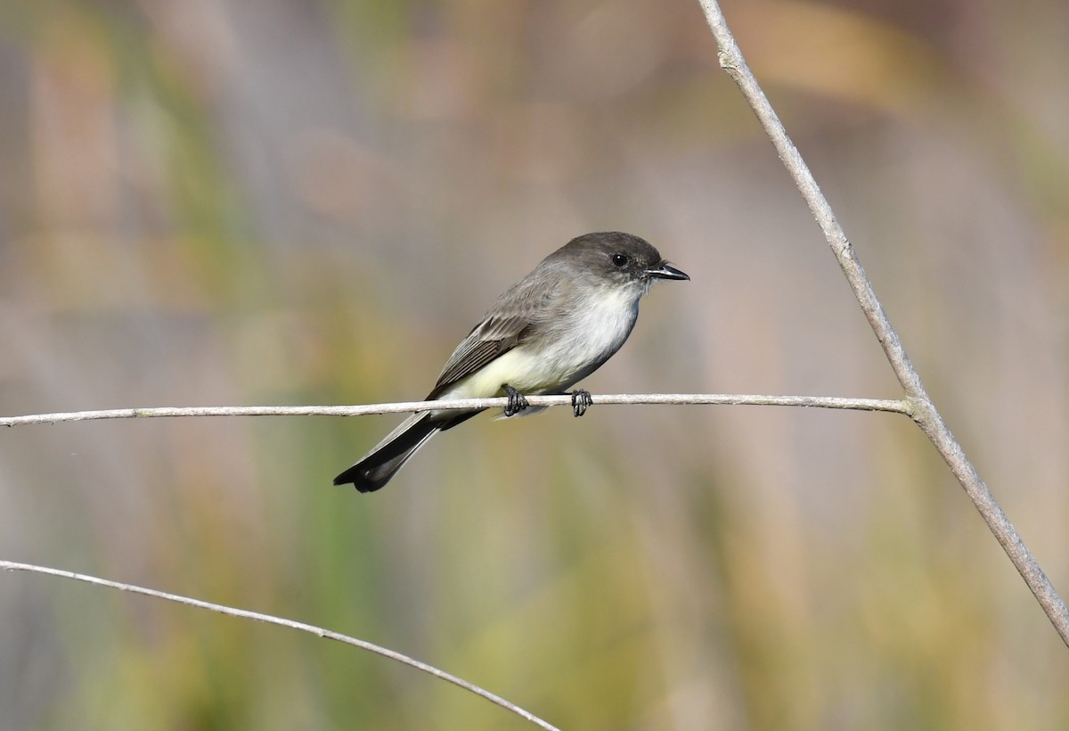 Eastern Phoebe - ML647000983
