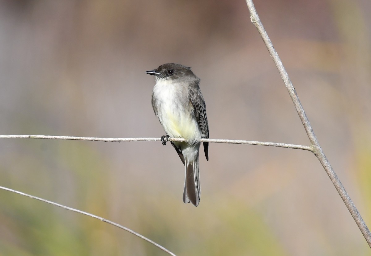 Eastern Phoebe - ML647000984