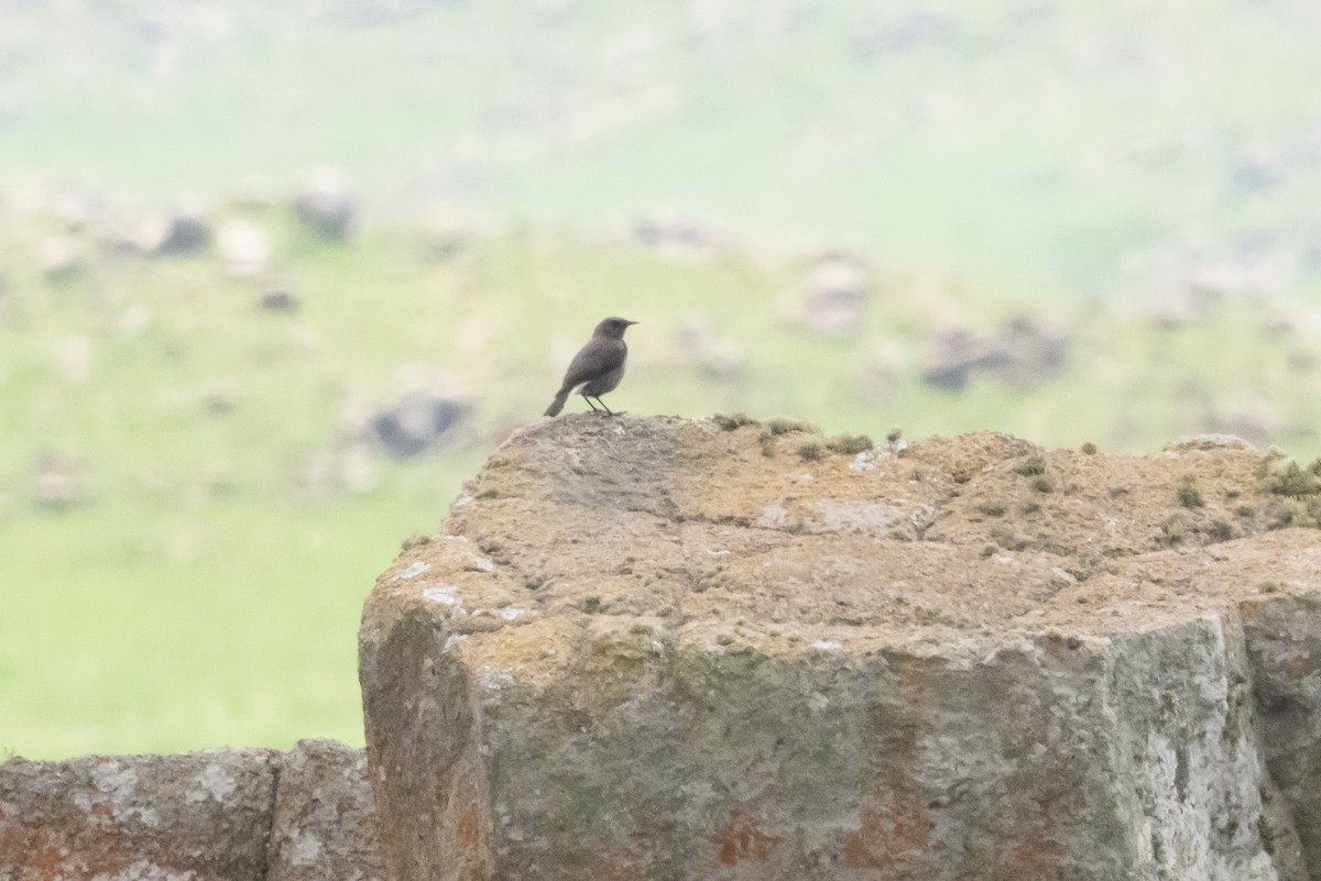 Mountain Chat - ML647000988