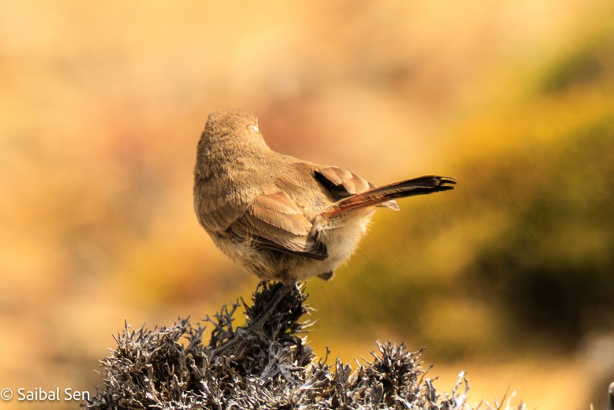 Band-tailed Earthcreeper - ML647000992