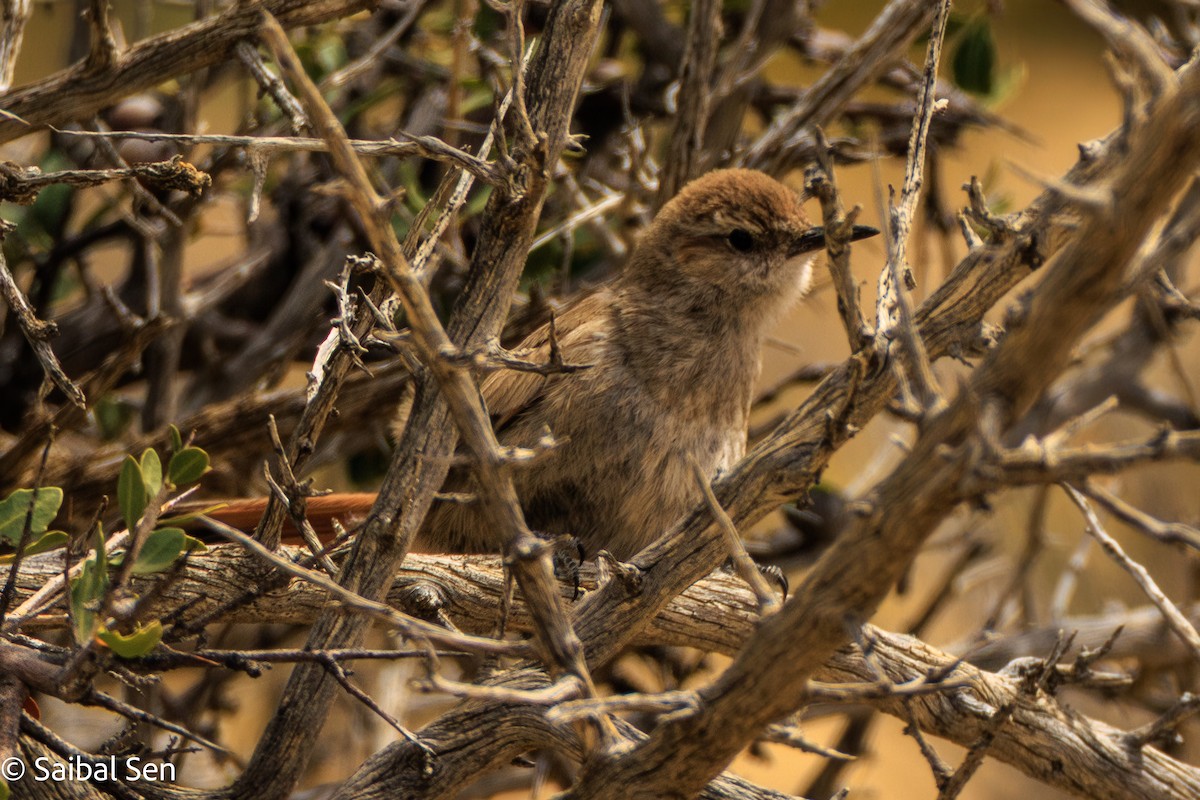 Band-tailed Earthcreeper - ML647000993