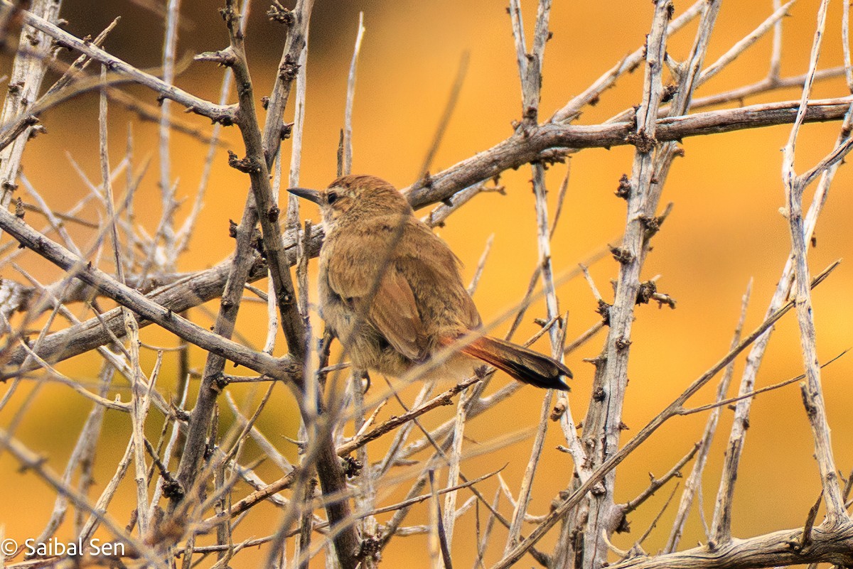 Band-tailed Earthcreeper - ML647000994