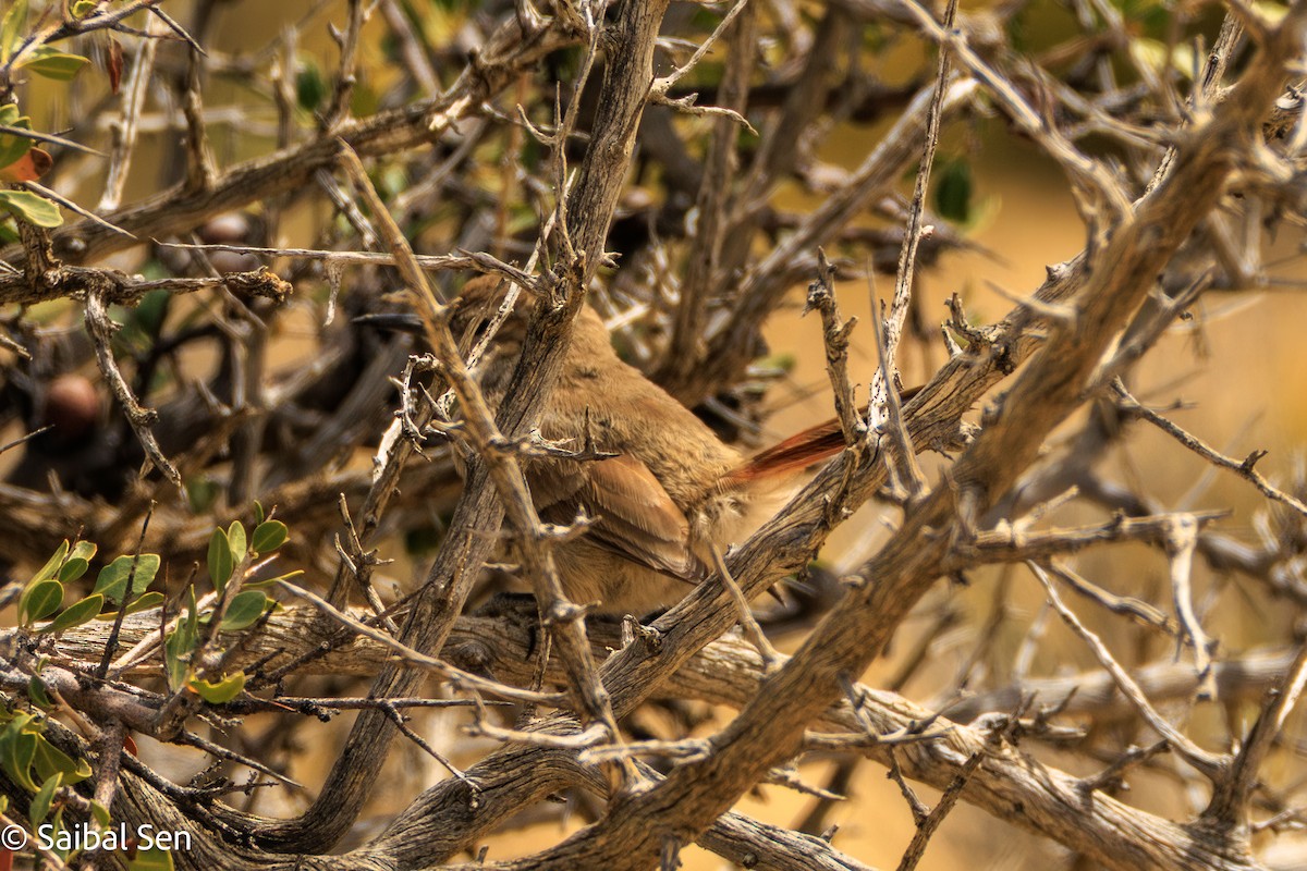Band-tailed Earthcreeper - ML647000995