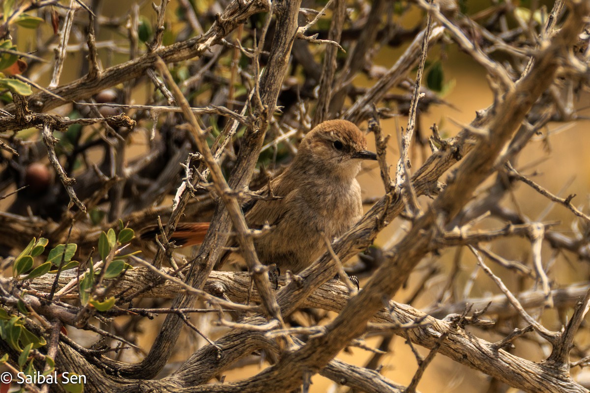 Band-tailed Earthcreeper - ML647000996