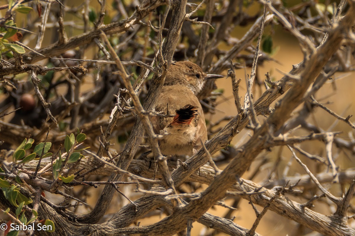 Band-tailed Earthcreeper - ML647000997