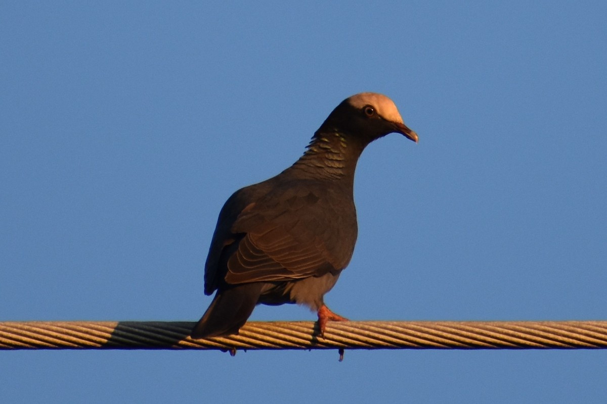 White-crowned Pigeon - ML647000998