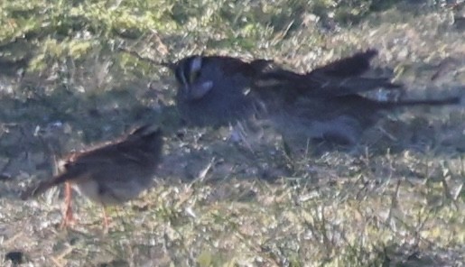 Chingolo Gorjiblanco - ML647001000