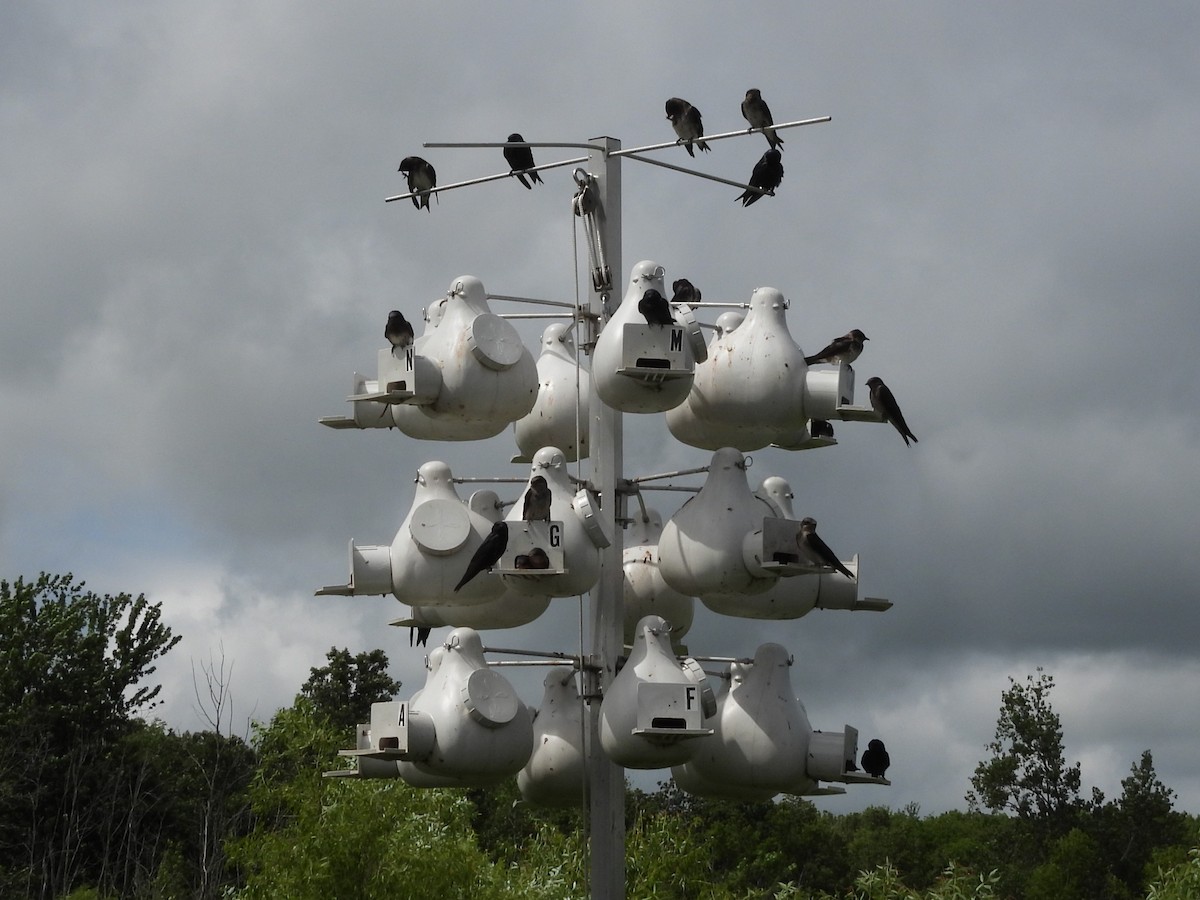 Purple Martin - ML647001001