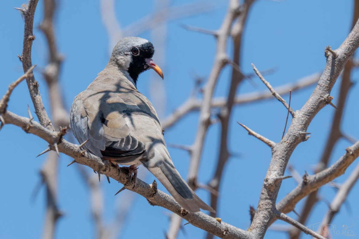 Tortora mascherata - ML647001004